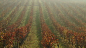 Cordara Vini