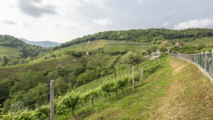 Duca di Dolle