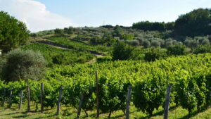 Elena Fucci