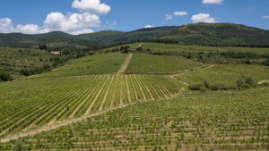 Fattoria Casalbosco