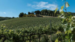 Fattoria Di Monticello