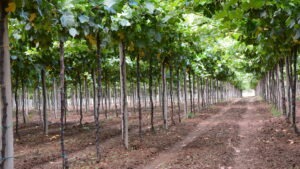 Fattoria Italiana Martelli