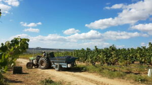 Masseria Cardillo