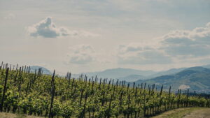 Monte delle Vigne
