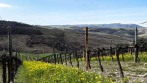 Poggio Il Castellare