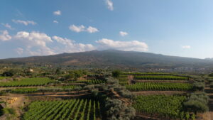 Restivo Wine
