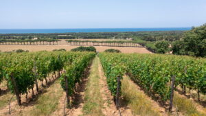 Tenuta Fratini
