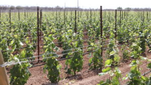 Tenuta Monacelli