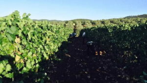 Tenuta Montauto