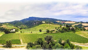 Tenuta Spinelli