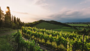 Tenuta Villanova