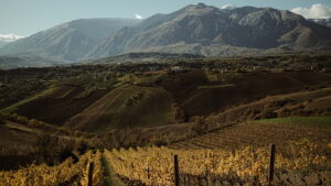 Tilli Vini