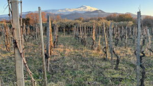 Vigneti Vecchio