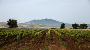 Vitis In Vulture
